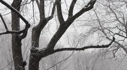 Snow storm Stock Footage 2974991