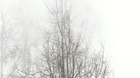  snow Storm Stock-Footage 22222176