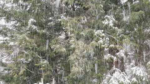 Snow storm Stock Footage 120308397