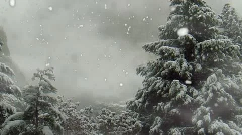 Snow Storm In Forest Видео 12539988