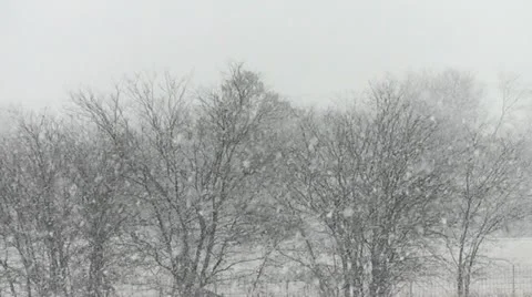 Snow storm in a forest. Stock Footage 21241739