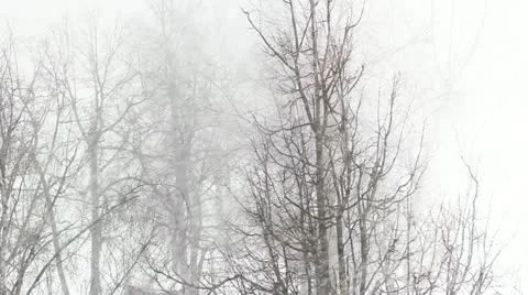  snow Storm in the forest Stock Footage 22221775