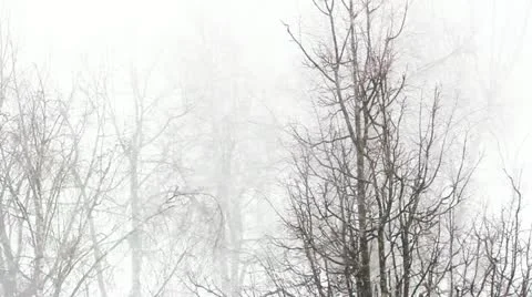  snow Storm in the forest Stockbeeldmateriaal 22221997