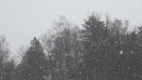 Snow storm in forest Stock Footage 155880402