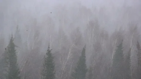 Snow storm in the forest forest Stock Footage 87507638