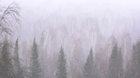 Snow storm in the forest forest Video stock 87507975