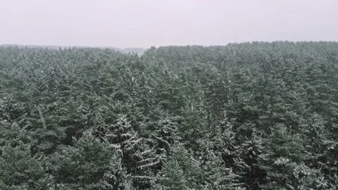 Snow storm Heavy snowfall winter weather, forest landscape, Snowflakes Stock Footage 149507245
