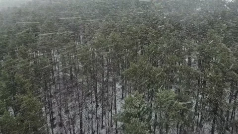 Snow storm Heavy snowfall winter weather, forest landscape, Snowflakes Stock Footage 149508905