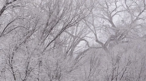 Snow Storm in Oak Tree Forest Stock Footage 59905514
