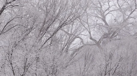 Snow Storm in Oak Tree Forest Stock Footage 59918060