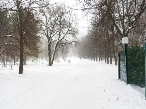 Snow storm in a park Photos