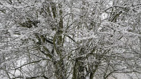 Snow storm Stock Photos