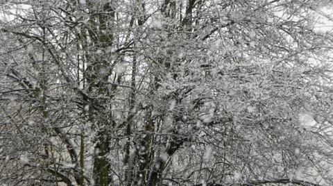 Snow storm Stock-Fotos