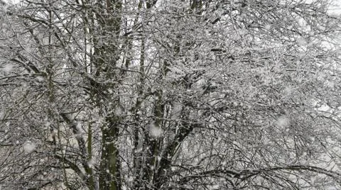 Snow storm Stock Photos