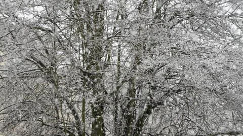 Snow storm Fotos de archivo