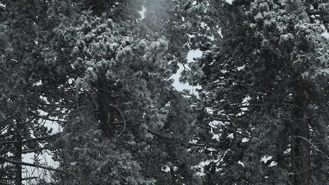 Snow storm with pine tree detail Stock Footage 85701004