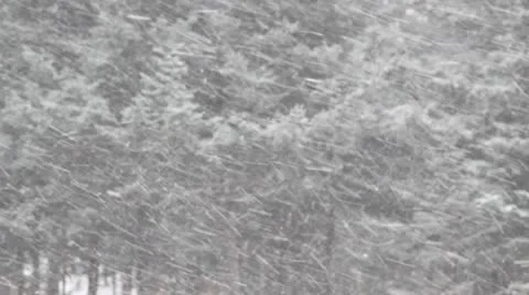 Snow storm in a spruce forest Stock Footage 8956013
