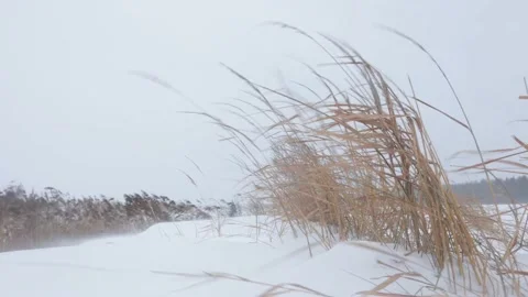Snow storm, strong wind bends the dried yellow grass Stock Footage 229965993