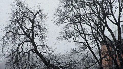 Snow storm with trees in the background Stock Footage 268752089