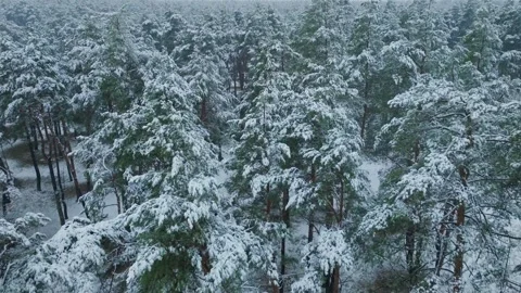 Snow storm winter fall white weather aerial view season forest branch Video stock 255975685