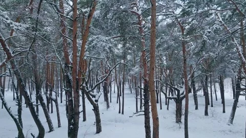 Snow storm winter fall white weather aerial view season forest branch Stock Footage 255978468