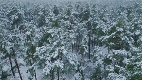 Snow storm winter fall white weather aerial view season forest branch Video stock 256049292