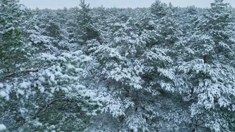 Snow storm winter fall white weather aerial view season forest branch Stock Footage 256050004
