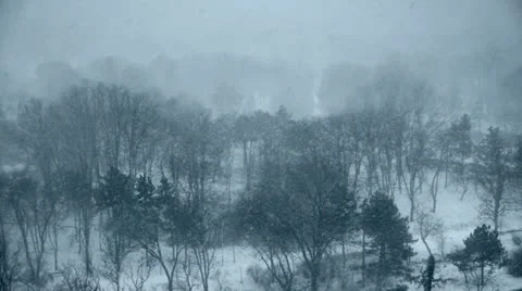 Snow storm in winter forest Stock Footage