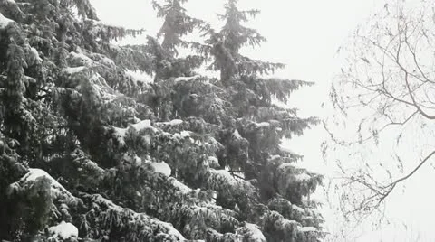 Snow storm in the winter forest Stock Footage 22380729