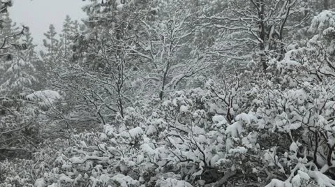 Snow storms and road closures in Sequioa National Park PT6 Stock Footage 10833447