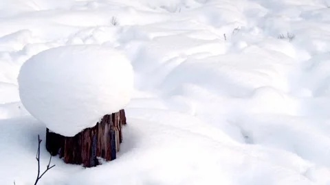 Snow, stump Stock Footage 260070780
