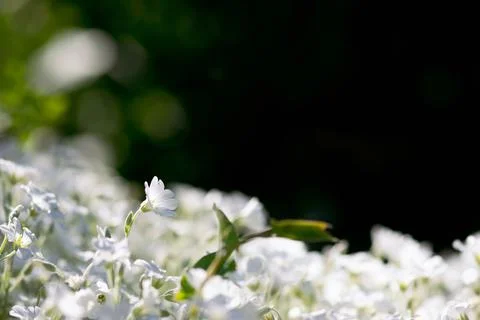 Snow In Summer Flower Stock-Fotos