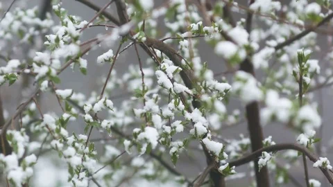 Snow in summer. Flowering trees covered with snow Stock Footage 75131810