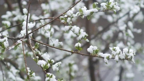Snow in summer. Flowering trees covered with snow Stock Footage 75150067
