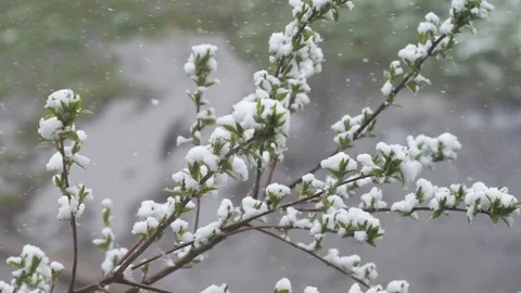 Snow in summer. Flowering trees covered with snow Stock Footage 75150201