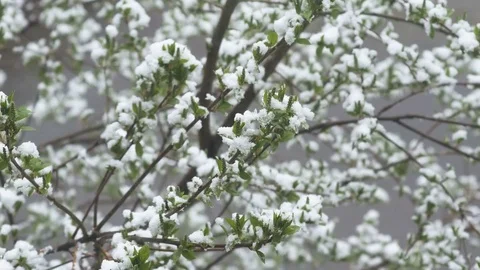 Snow in summer. Flowering trees covered with snow Stock Footage 75150265
