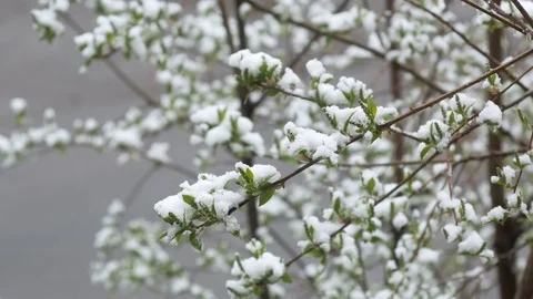 Snow in summer. Flowering trees covered with snow Stock Footage 75150396