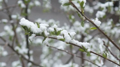 Snow in summer. Flowering trees covered with snow Stock Footage 75150544