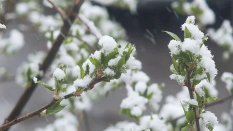 Snow in summer. Flowering trees covered with snow Stock Footage 75150679