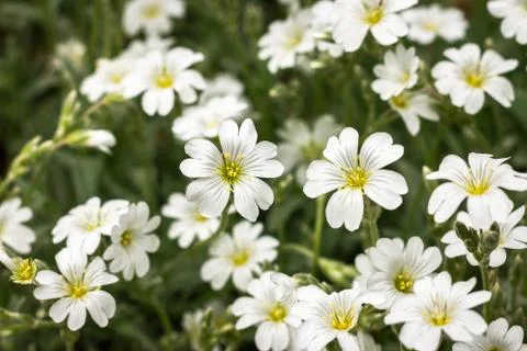 Snow in summer Foto stock