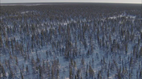 Snow sunrise sunset forest trees Stock Footage 38177481