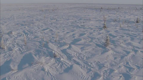 Snow sunrise sunset trees Stock Footage 38177841
