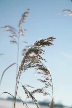 Snow surface Stock Photos