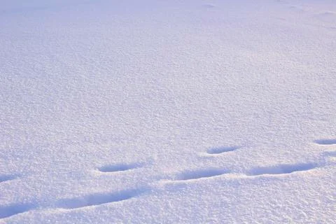 Snow Surface Texture with Footpoints Stock Photos