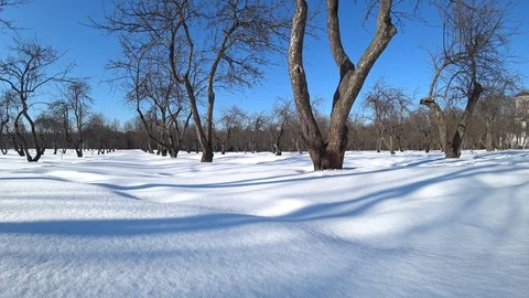 Snow surface on a winter day in a park Stock Footage 87661663