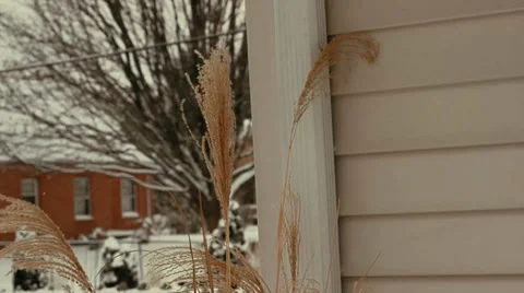 Snow on tall decorative grass Stock Footage 34743583