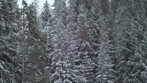 Snow TallTrees EDITED SQNC  Stock Footage 93572870