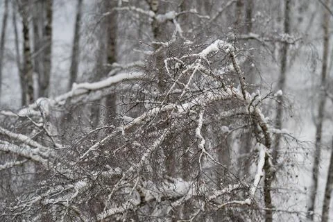 Snow on tangled birch branches creates layered geometry, fallen limbs and cro Foto stock