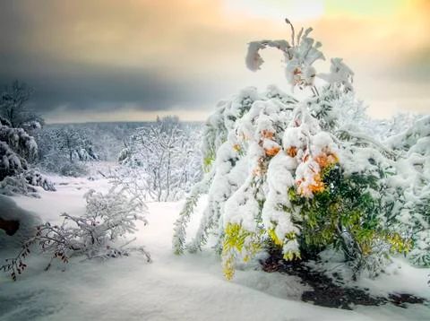 Snow in Texas Stock Photos