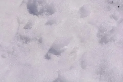 Snow texture for the background Stock Photos